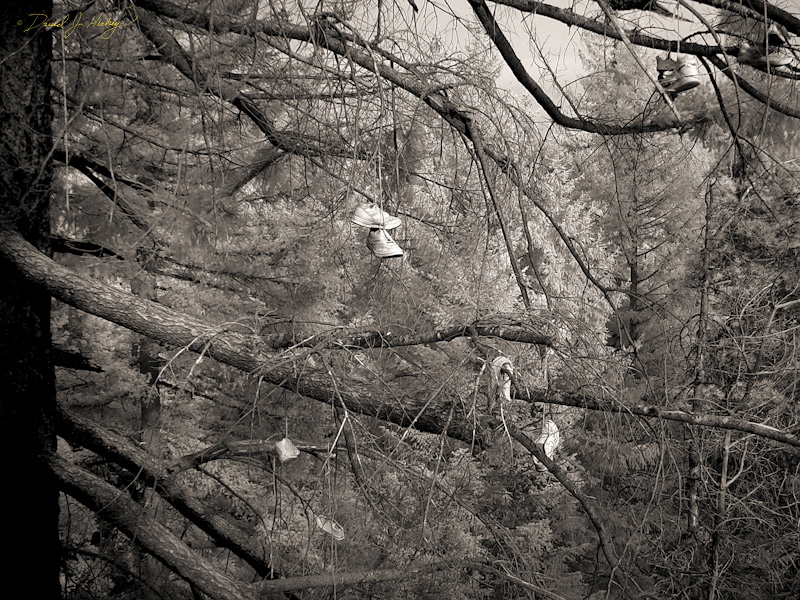 595 Shoe Tree II in Infrared, road to Grant's Pass, OR