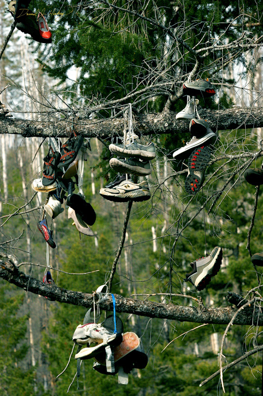 596 Shoe Tree III, road to Grant's Pass, OR