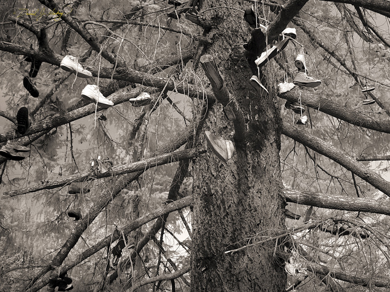 597 Shoe Tree III in Infrared, road to Grant's Pass, OR