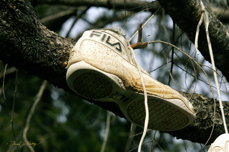 598 Shoe Tree IV, road to Grant's Pass, OR
