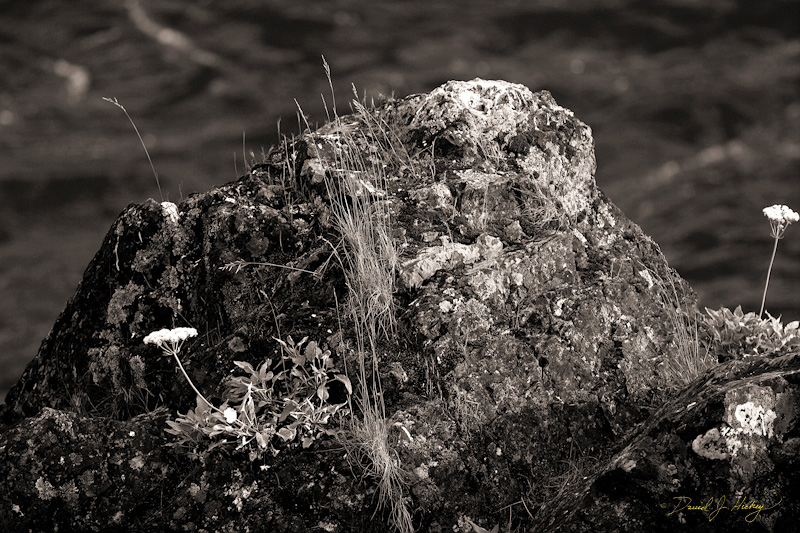 601 Rock with Queen Anne's Lace in Infrared, near Merlin, OR