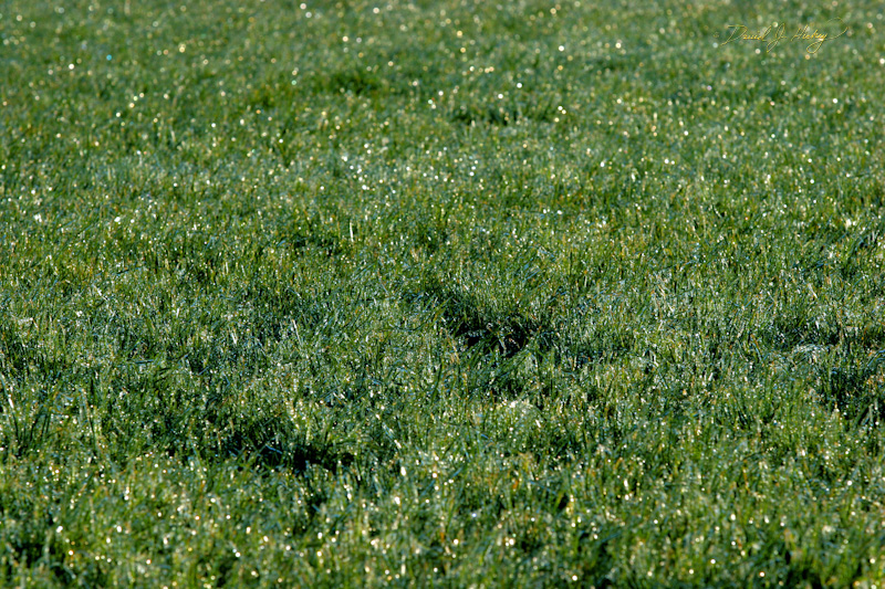 611 Frosted Grass, north of Bend, OR