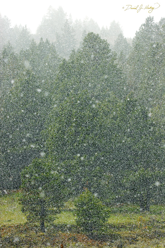 616 Spring Snow, along US-395 north of Seneca, OR