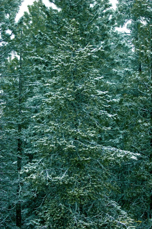 617 Spring Snow II, along US-395 north of Seneca, OR