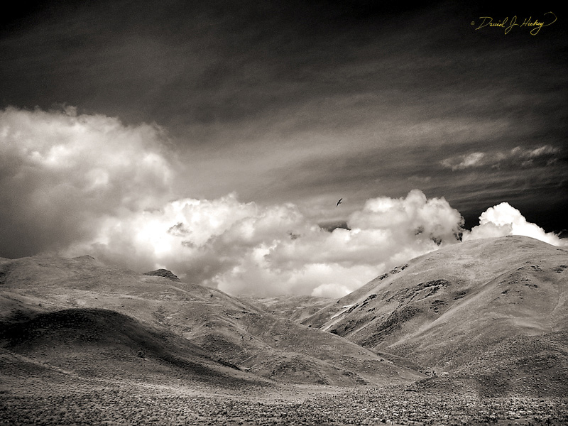 621 Bird and Mountains in Infrared, Eastern OR
