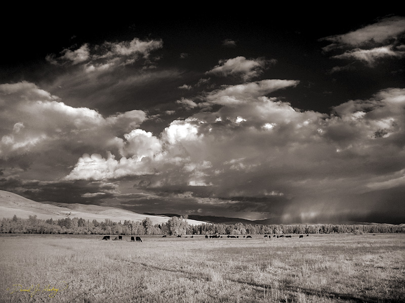 649 Pasture and Mountains III in Infrared, near Lolo, MT