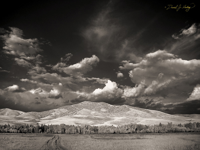 650 Pasture and Mountains IV in Infrared, near Lolo, MT