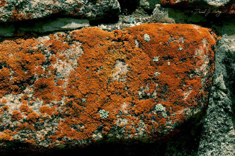 656 Rock and Moss, also out of order since I know this was in ID!