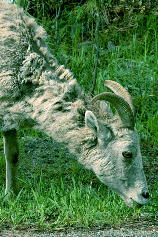 657 Mountain Goat, north of Missoula (back on track now ... lol)