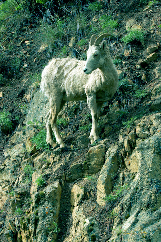 658 Mountain Goat II, north of Missoula