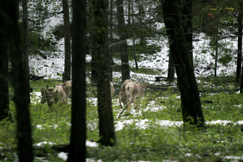 659 Bighorn Sheep, north of Missoula -- Saw these rascals and tried to capture them in fading light, to little success.  Spent the rest of the trip trying to spot and photograph more ... but no luck!
