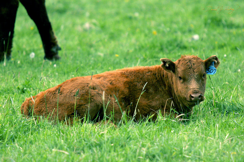 660 Baby Calf, north of Missoula