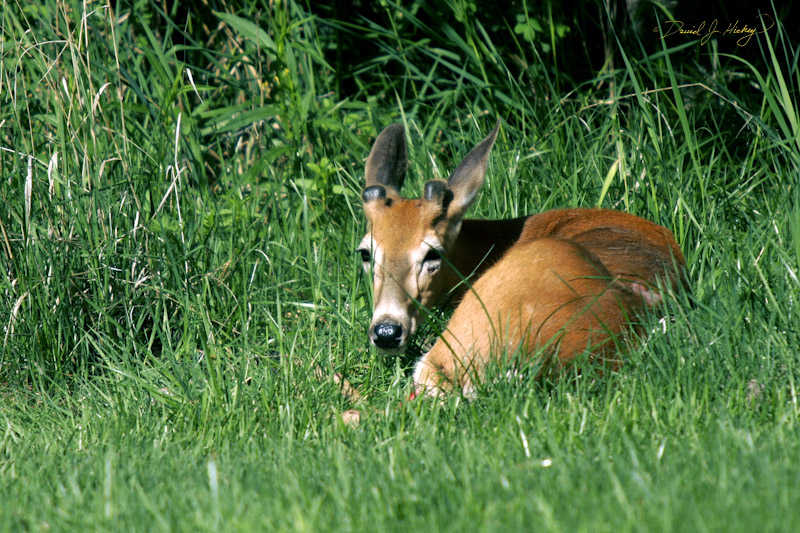 661 Deer, north of Missoula -- Sad story here.  Saw the car in front of me hit him and break his leg.  Stopped to comfort driver and make sure they called whatever wildlife management agency they have out there to handle such things.  Felt lousy the poor thing had to suffer until someone arrived (which they eventually did, then I left not wanting to see the ending).
