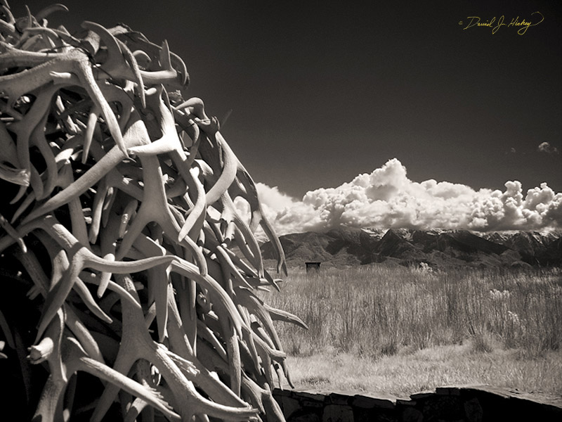 662 Elk Antlers, National Bison Range, MT