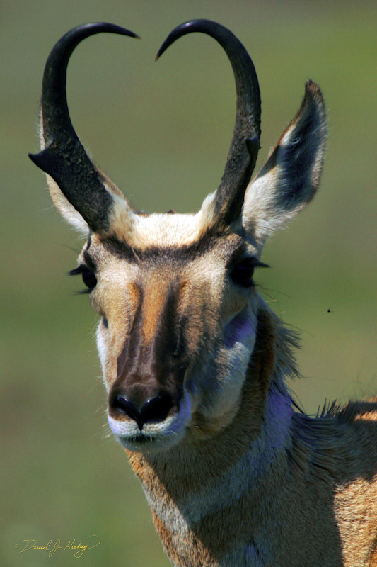 663 Pronghorn and Bug (at middle-right of image), National Bison Range, MT