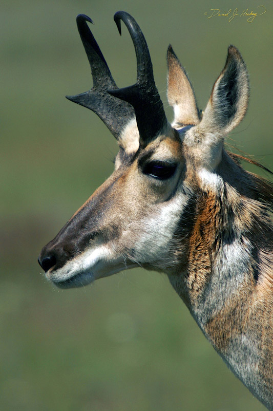 665 Pronghorn Profile, National Bison Range, MT
