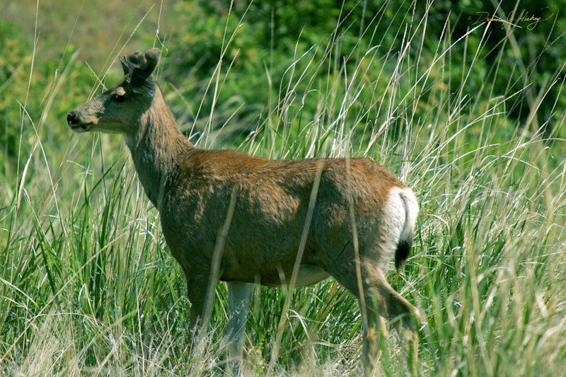 667 Deer, National Bison Range, MT