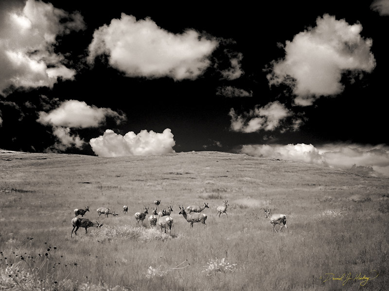 672 Pronghorns in Infrared, National Bison Range, MT