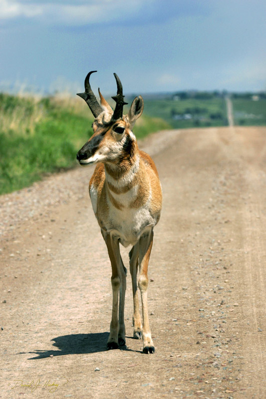 676 Pronghorn on Road, National Bison Range, MT
