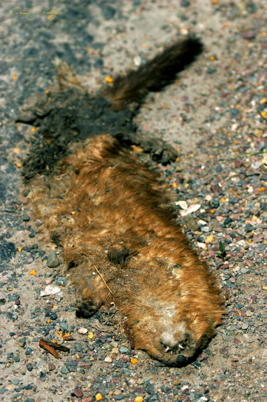 679 Flattened Critter (Mink? Weasel?), south of Ronan, MT