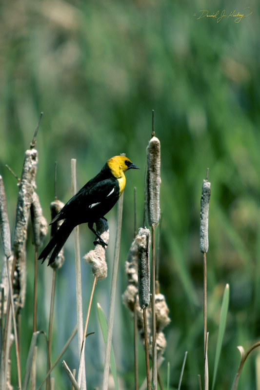 681 Bird on Bull rushes, south of Ronan. MT