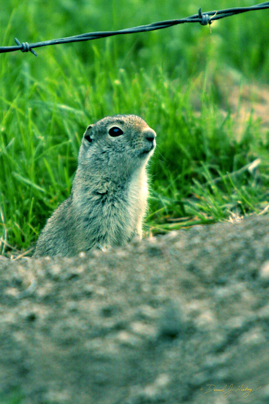 723 Prairie Dog II, Nevada City, MT