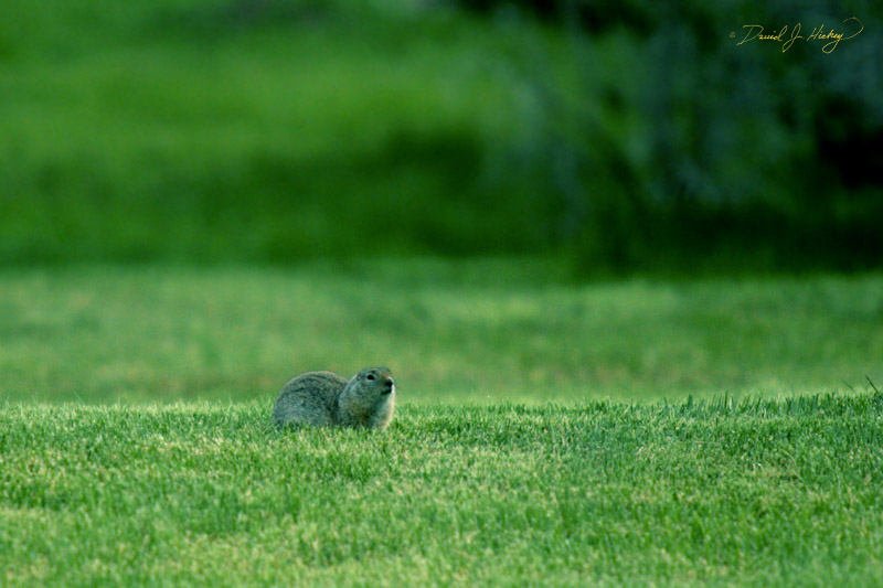 724 Prairie Dog III, Nevada City, MT