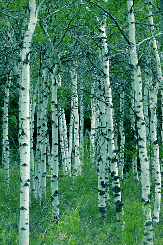 743 Birches, by Hebgen Lake, MT