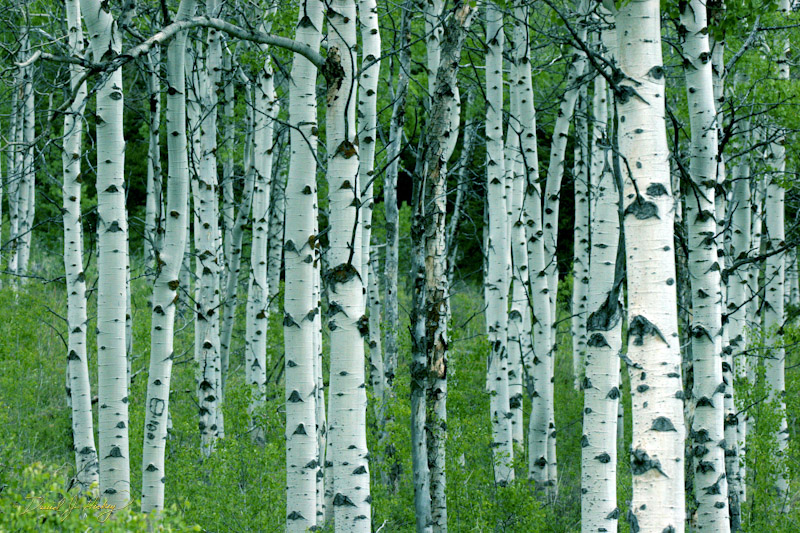 744 Birches II, by Hebgen Lake, MT