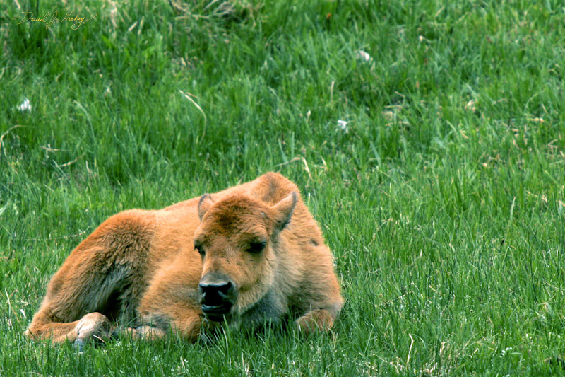 751 Baby Bison, Yellowstone, WY