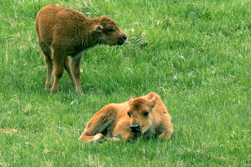 752 Baby Bison, Yellowstone, WY