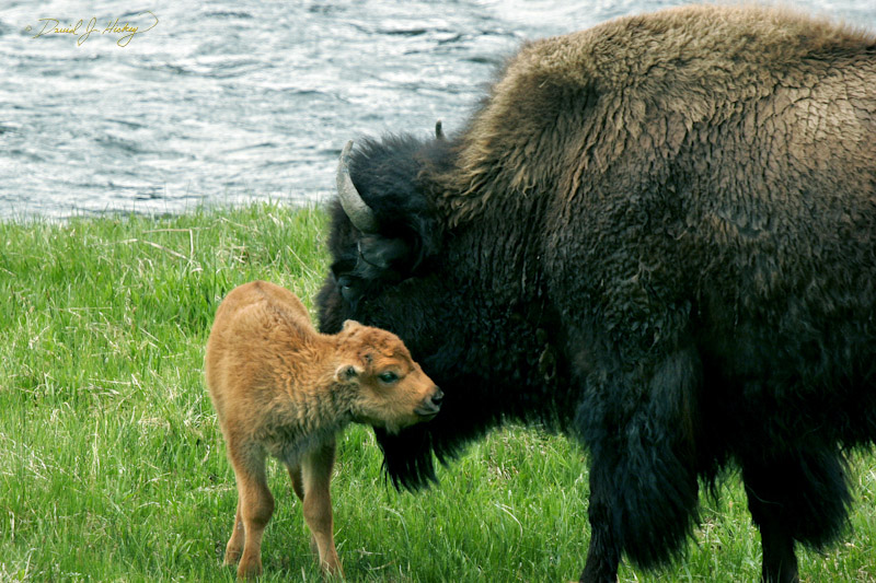 753 Bison and Calf, Yellowstone, WY