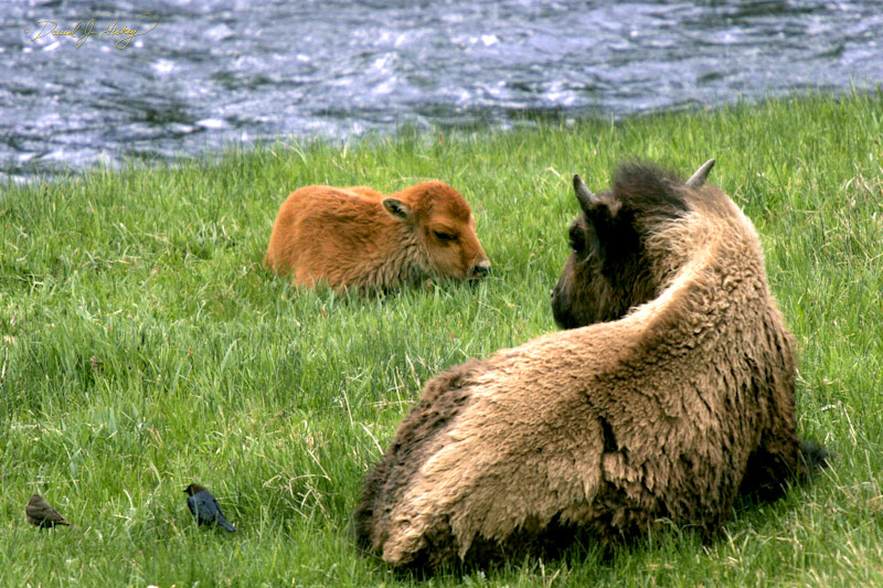 754 Birds, Bison and Calf, Yellowstone, WY
