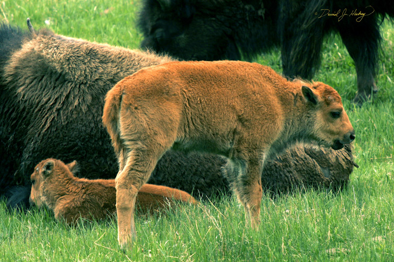 755 Bison Calves, Yellowstone, WY