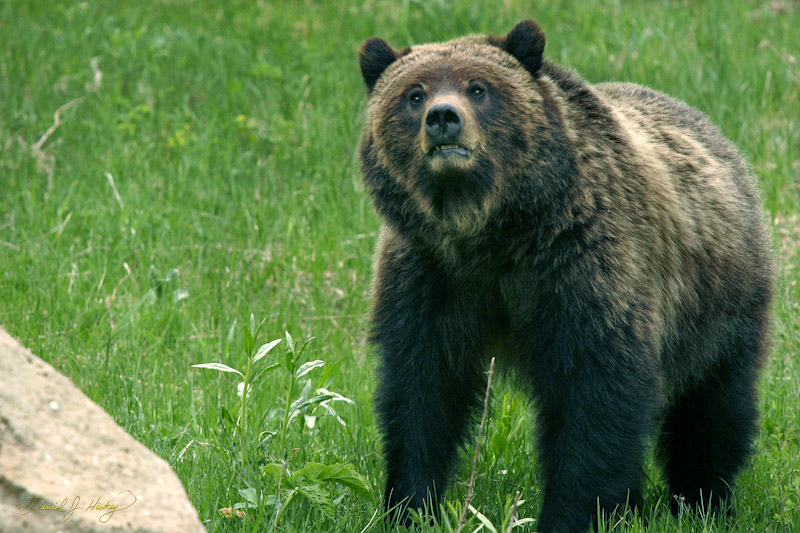 756 Grizzly!, Yellowstone, WY -- I came across this momma grizzly and her cub just as I was leaving the park. I got to within about 100 feet of her but kept the car between us.  Another guy there was half that distance and hunkered down -- which is perfectly fine photo-wise, but a really dumb move bear-wise (tiny target means easier prey)!  I mention to the guy he may want to back off some, noting that momma already had her hackles raised.  I also point out that if she decides to charge him, he will want to say 