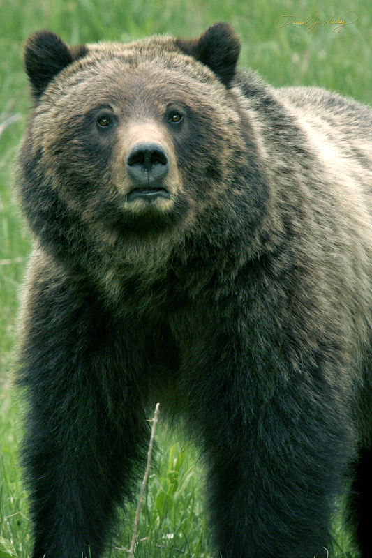757 Grizzly II!, Yellowstone, WY -- It's unnerving when you catch a bear's attention like this.  Especially as you are noticing her nose looks amazingly like a black skull!