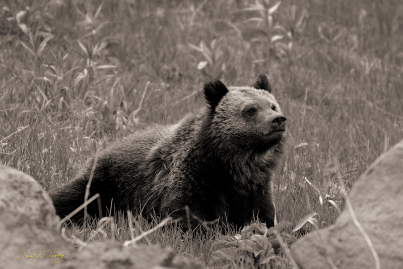 758 Baby Griz, Yellowstone, WY -- aww cute, and just as mean.
