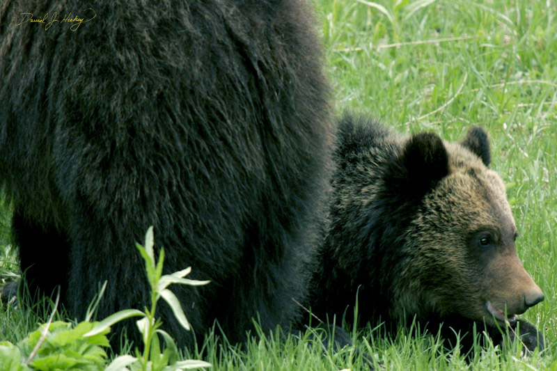 759 Momma and cub, Yellowstone, WY