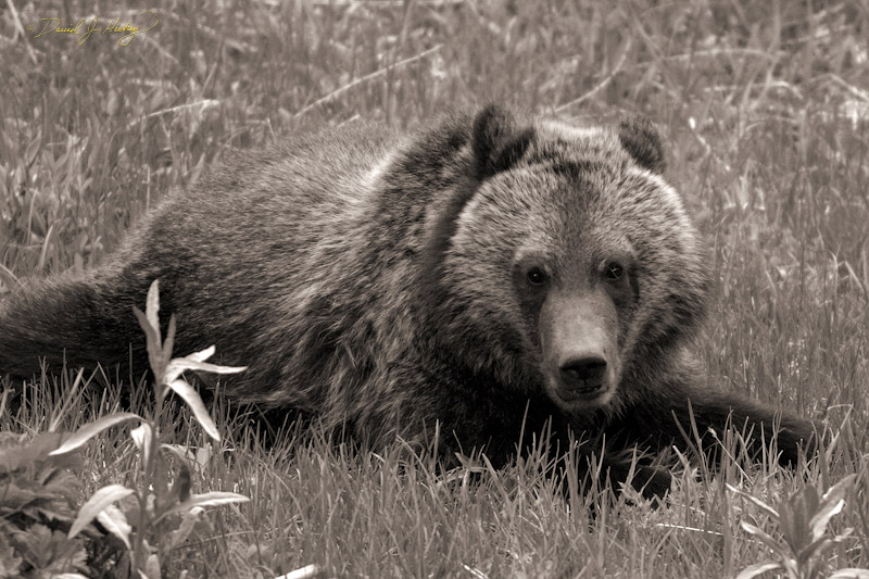 761 Baby Sees Me, Yellowstone, WY -- I can imagine the thought process going on in its noggin ... 