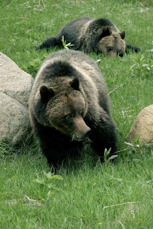 762 Grizzly and Cub, Yellowstone, WY -- Okay, momma past the rocks so I pack up and go!  I spend the night in the car about 30 miles from here, but still thick in Grizzly country.  One of the brochures I am given by the campground guard notes to be sure to have your Grizzly Pepper Spray handy -- oh crap!  At about 3 am. I wake up freezing and having to pee to beat the band.  Wait, Grizzly Country ... hmm ... maybe if I roll down the window and ... no, that's not going to work.  I'll just quietly sneak out, do my business and get back inside.  Only I forget the keys are in the ignition so as soon as I crack open the door ... dome light comes on to a choir of dings!  You've never seen anyone get their business done faster than I did just then!  The kicker to the story?  The next morning I turn on the radio and heard this news item ... Man mauled by Grizzly Bear protecting her cub!!!  I swear to God!  No idea if it was that same guy but way creepy moment there!