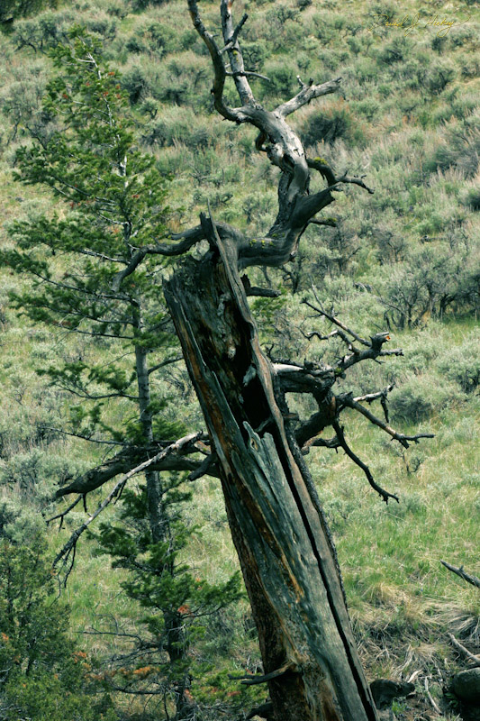 763 Dead Tree, west of Cody, WY