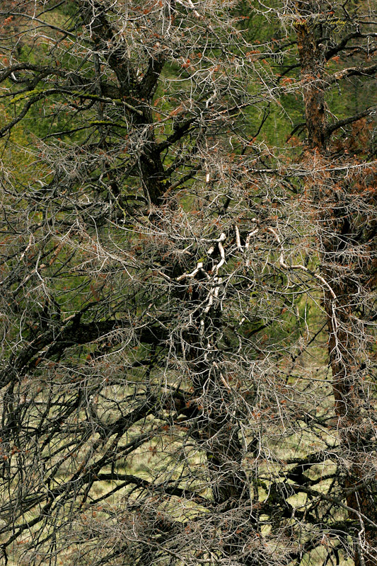 764 Trees, west of Cody, WY