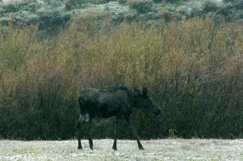 766 Moose in Snow, Bighorn National Forest, WY -- Drove through here hoping to see some Bighorn Sheep.  Instead I get a moose and blizzard that dumped three inches of snow on the road!