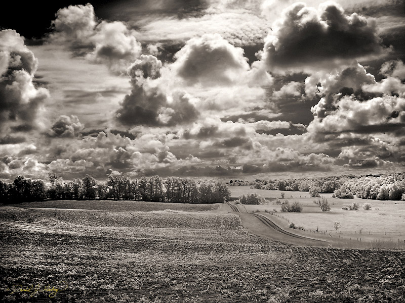 805 Bauer Cabin Driveway View in Infrared, Pike County, IL