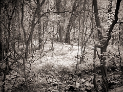 001 And So the Journey Begins in Infrared, Phoenixville, PA