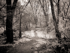 002 Into the Woods, Phoenixville, PA -- In infrared