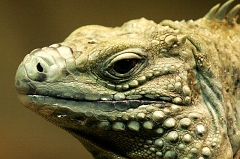 052 Iguana, Wichita Zoo