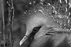 053 Funky-assed bird, Wichita Zoo