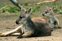 075 Kangaroos, Wichita Zoo