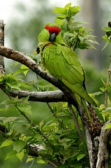 076 Parrot missing a pirate's shoulder, Wichita Zoo